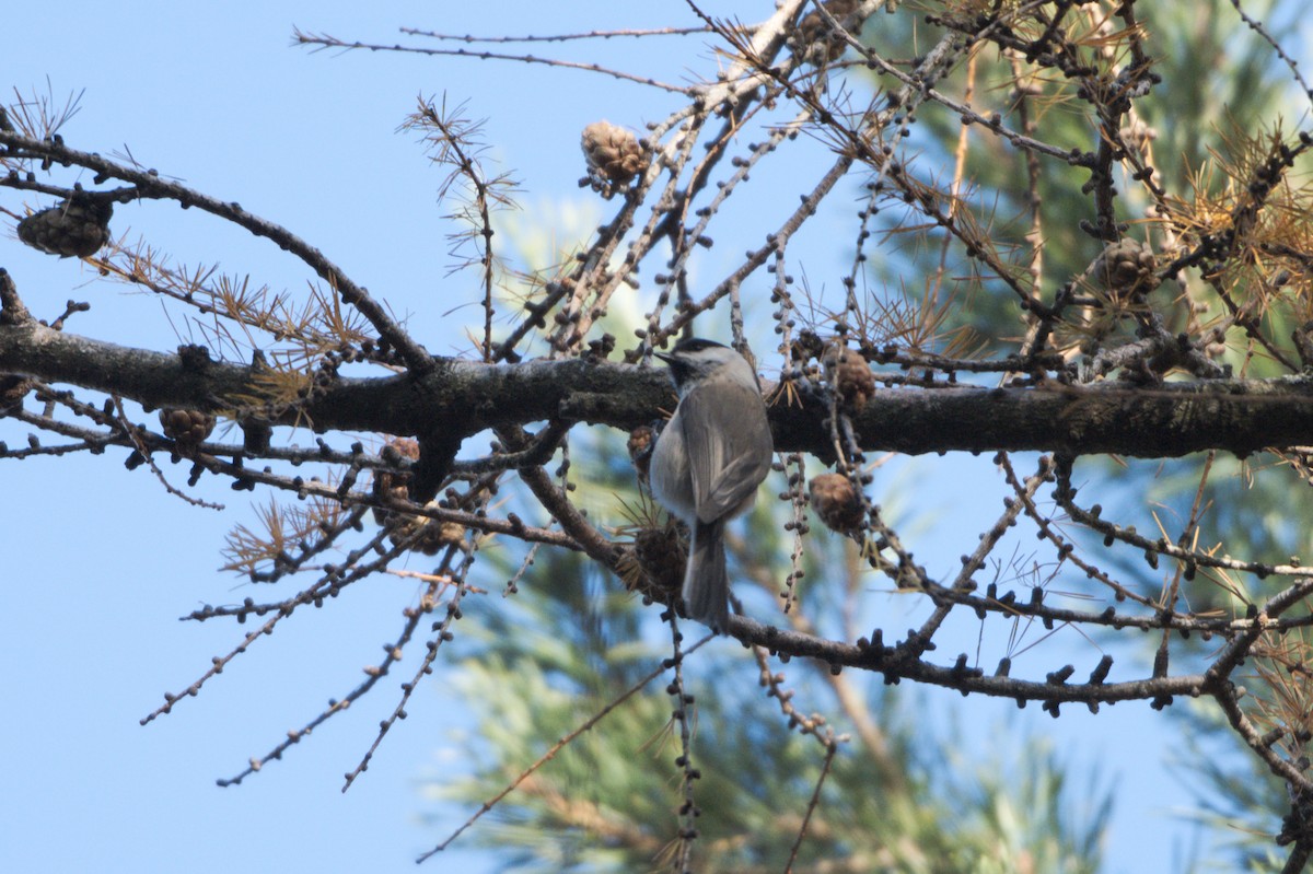 sýkora lužní - ML646521631