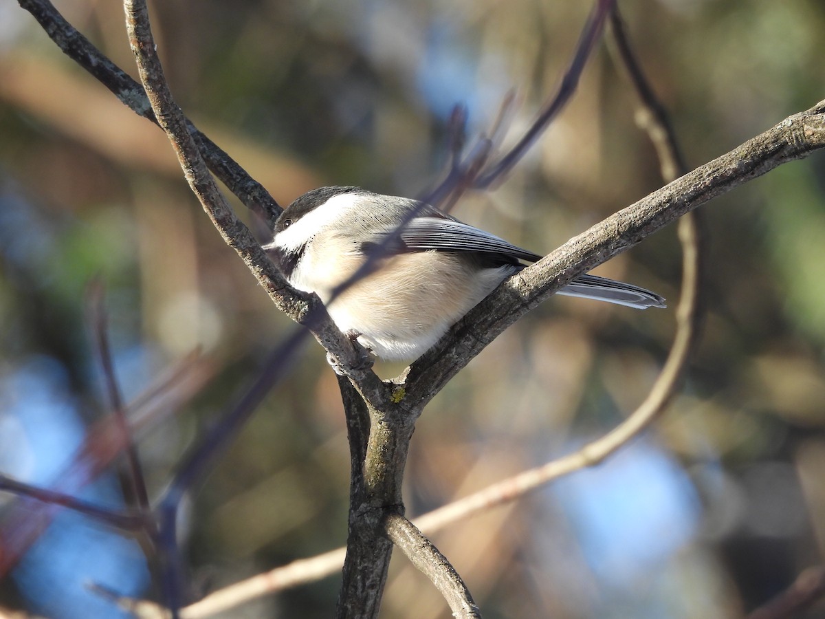 Black-capped Chickadee - ML646521632