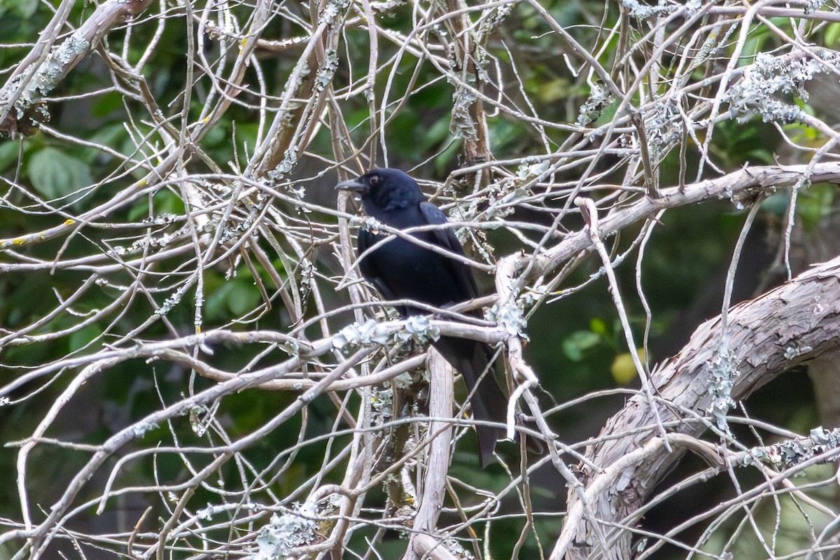 Fork-tailed Drongo - ML646521637