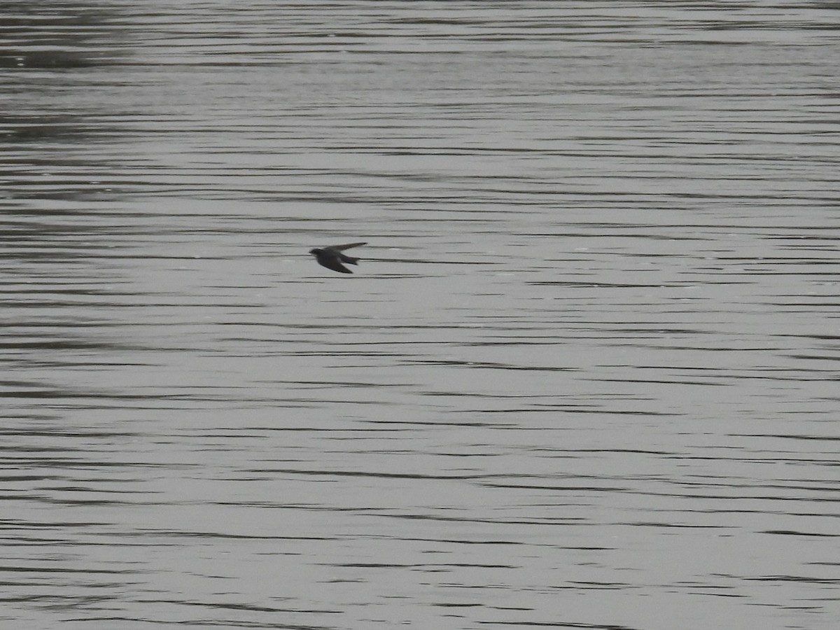 Tree Swallow - ML646521638