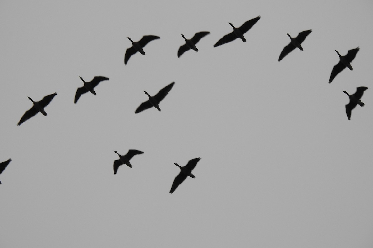 Pink-footed Goose - ML646521639