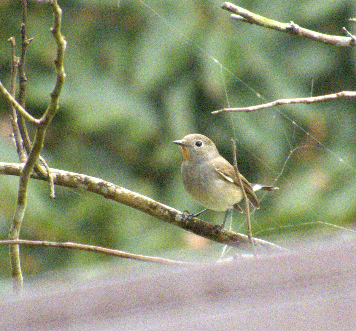 Taiga Flycatcher - ML646521640