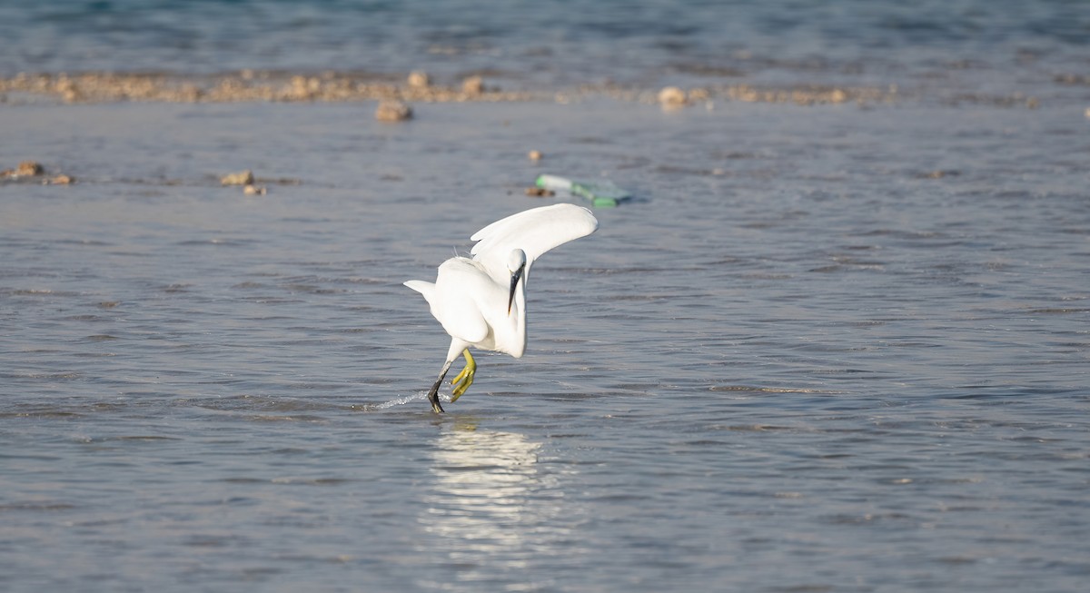 Western Reef-Heron - ML646521642