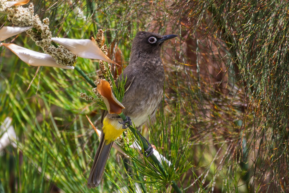 Cape Bulbul - ML646521643