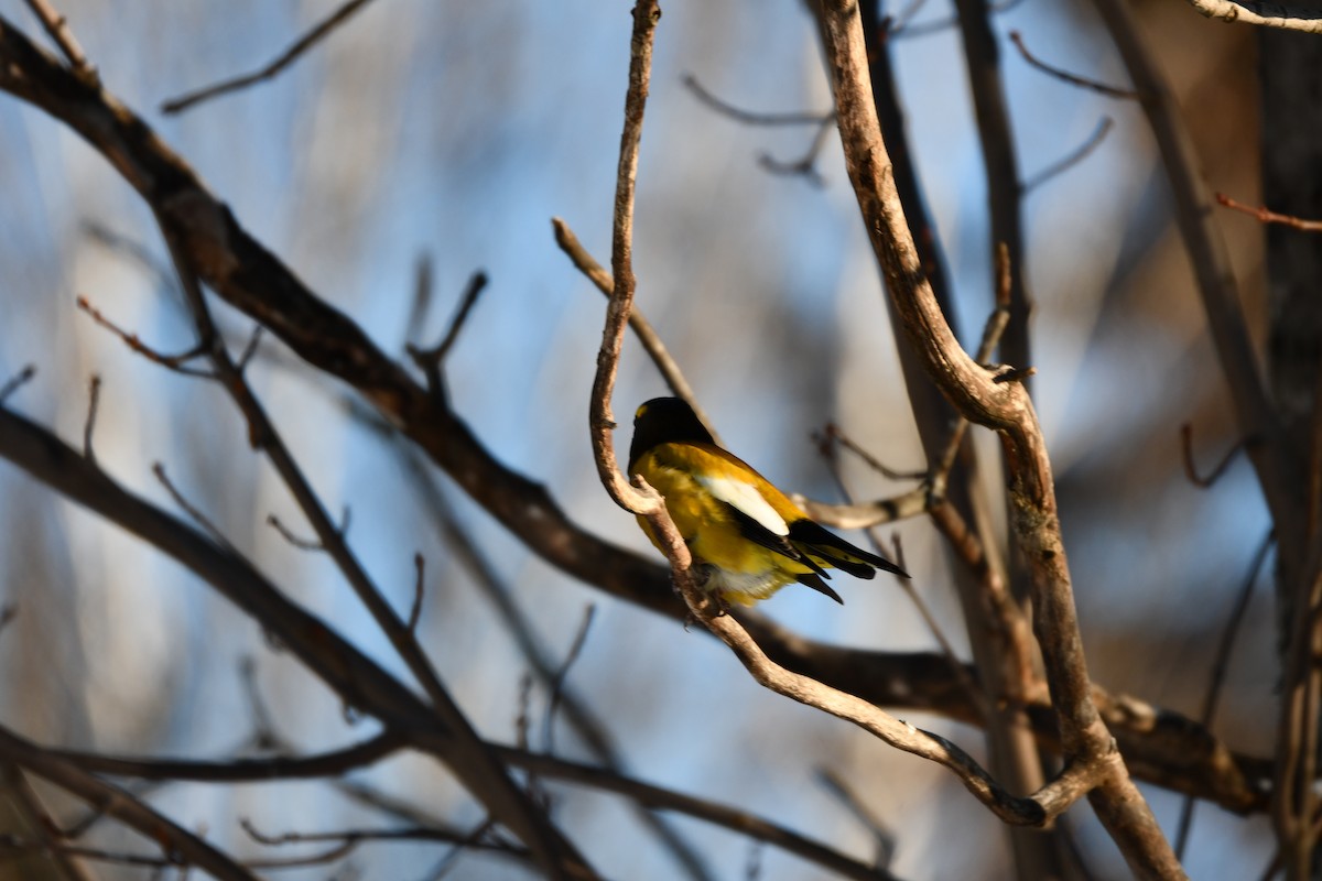 キビタイシメ - ML646521646