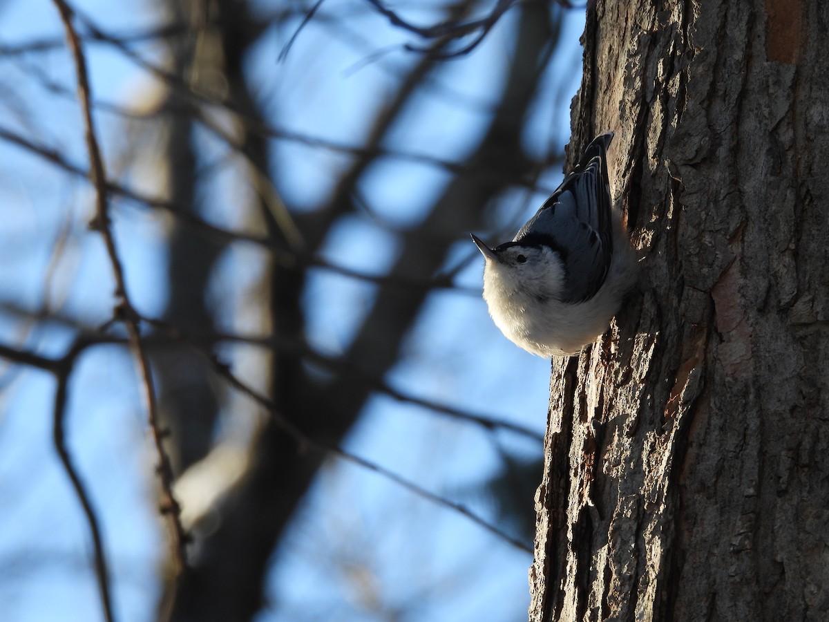 White-breasted Nuthatch - ML646521648