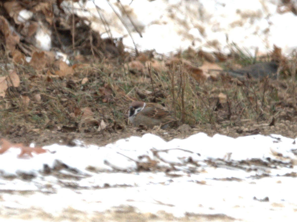 Eurasian Tree Sparrow - ML646521650