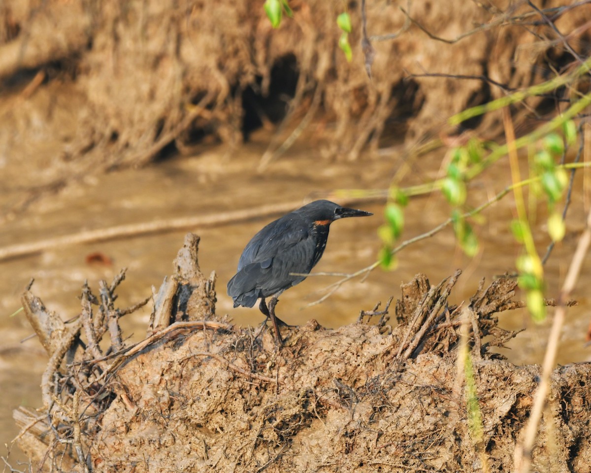 Black Bittern - ML646521651