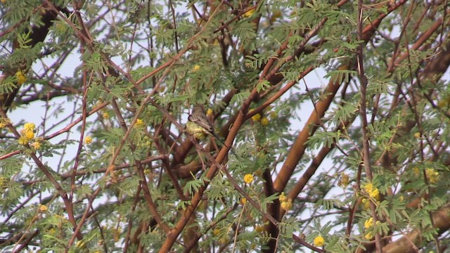 Саїманга довгохвоста - ML646521652