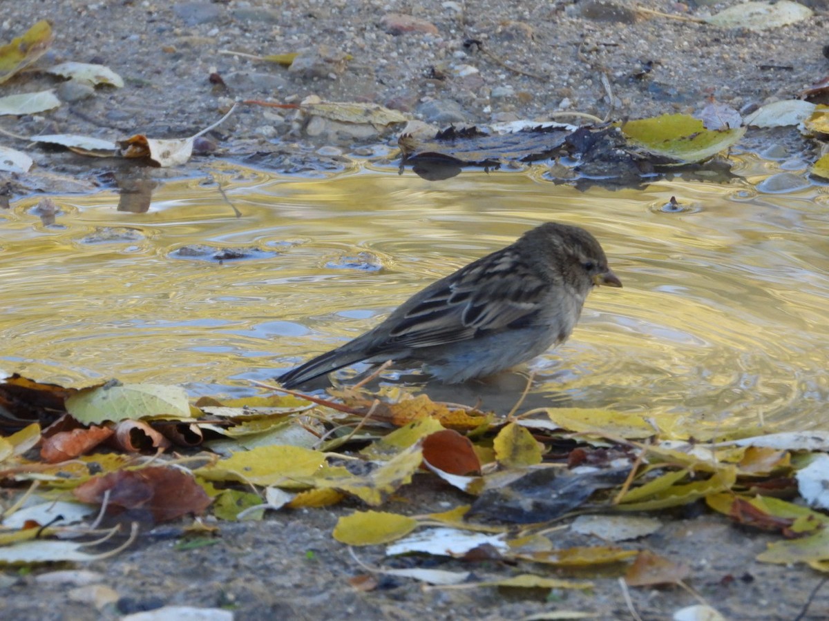 House Sparrow - ML646521653