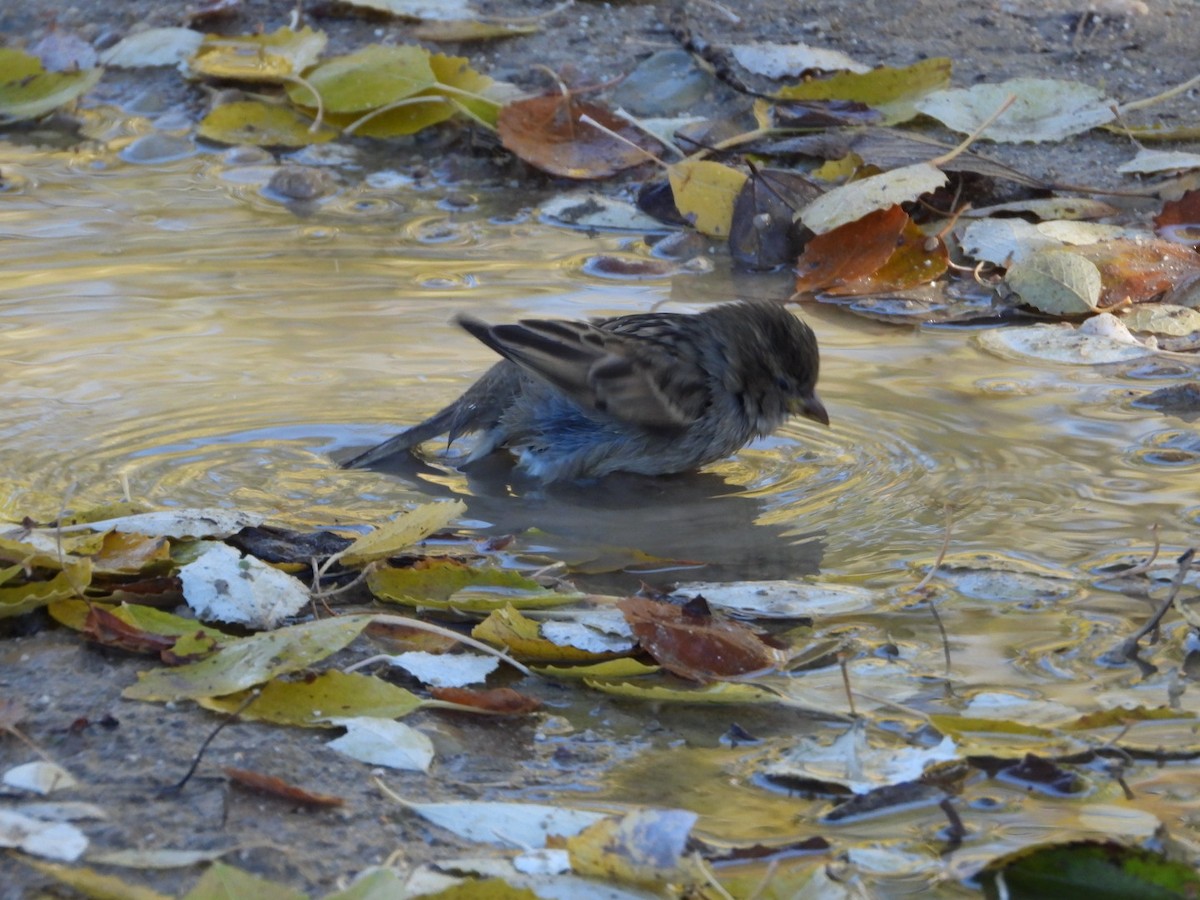 House Sparrow - ML646521654