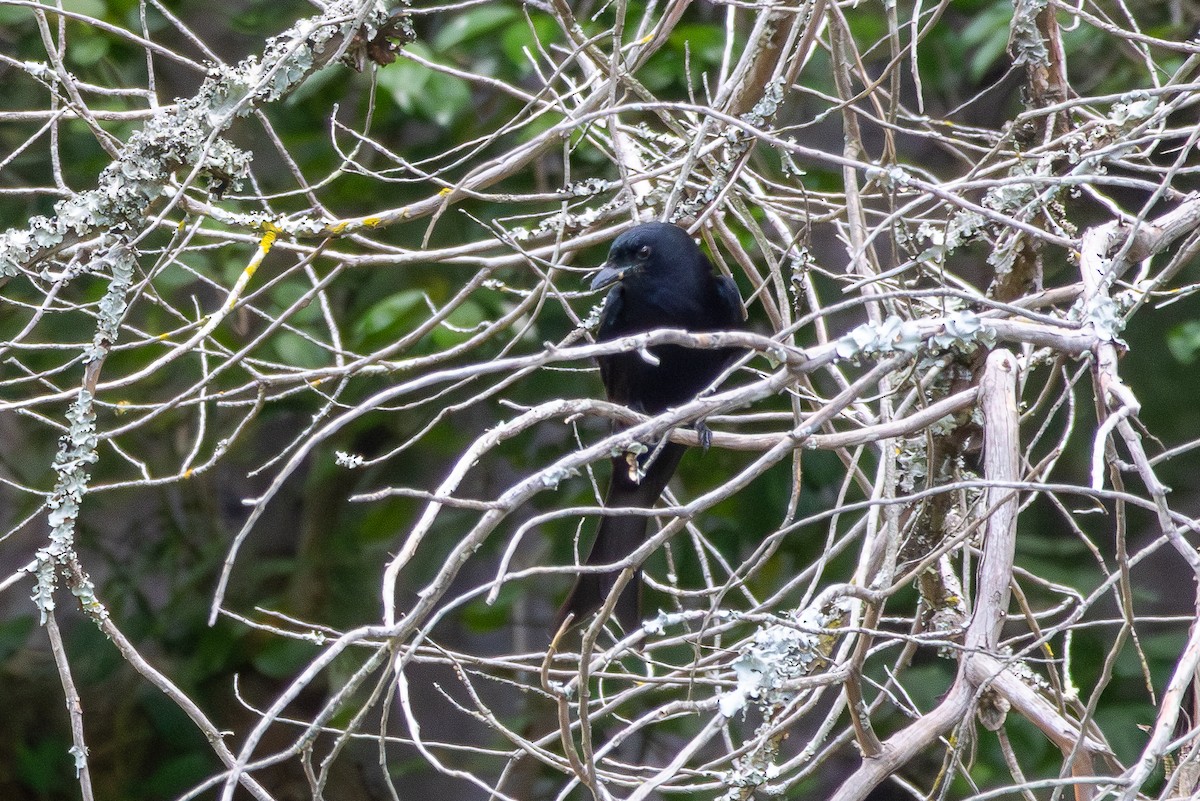 Fork-tailed Drongo - ML646521657