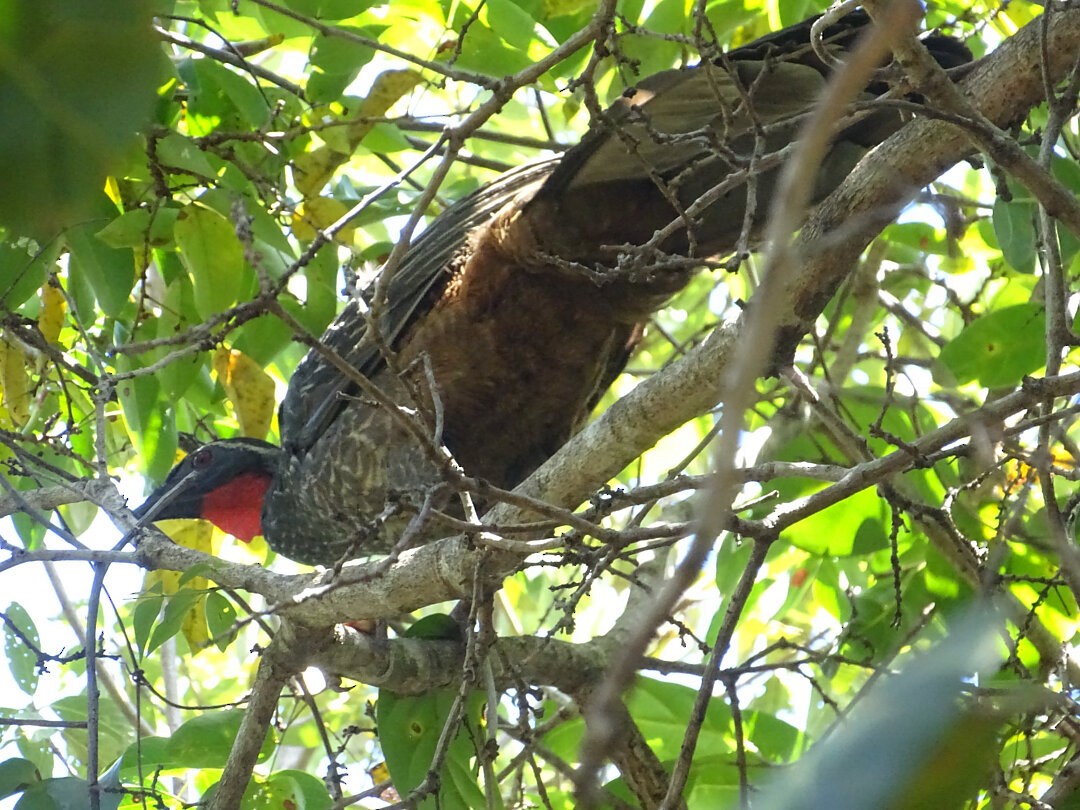 Pava Yacupemba - ML646521658