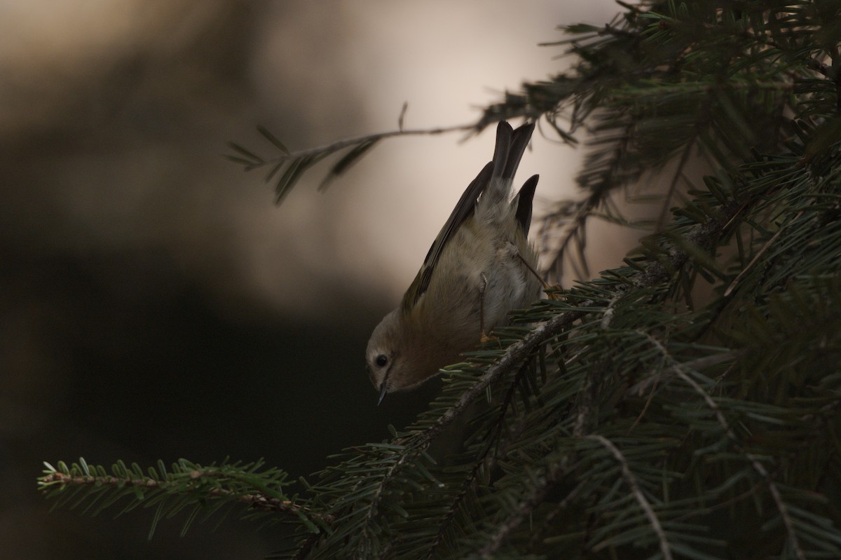 Goldcrest - ML646521659