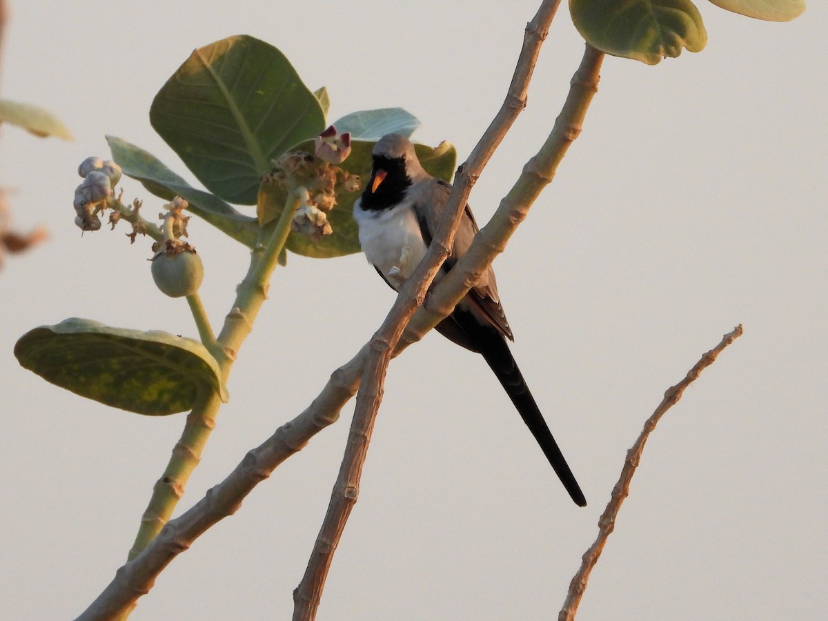 Namaqua Dove - ML646521661