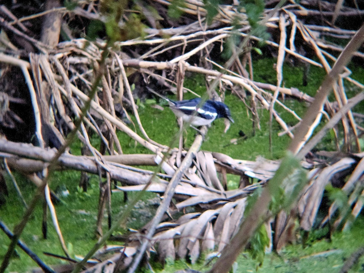 鵲鴝 - ML646521663