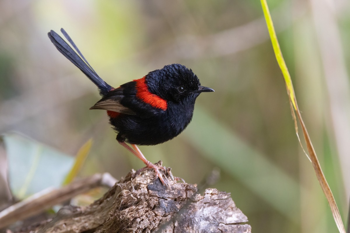 rødryggalvesmett - ML646521665