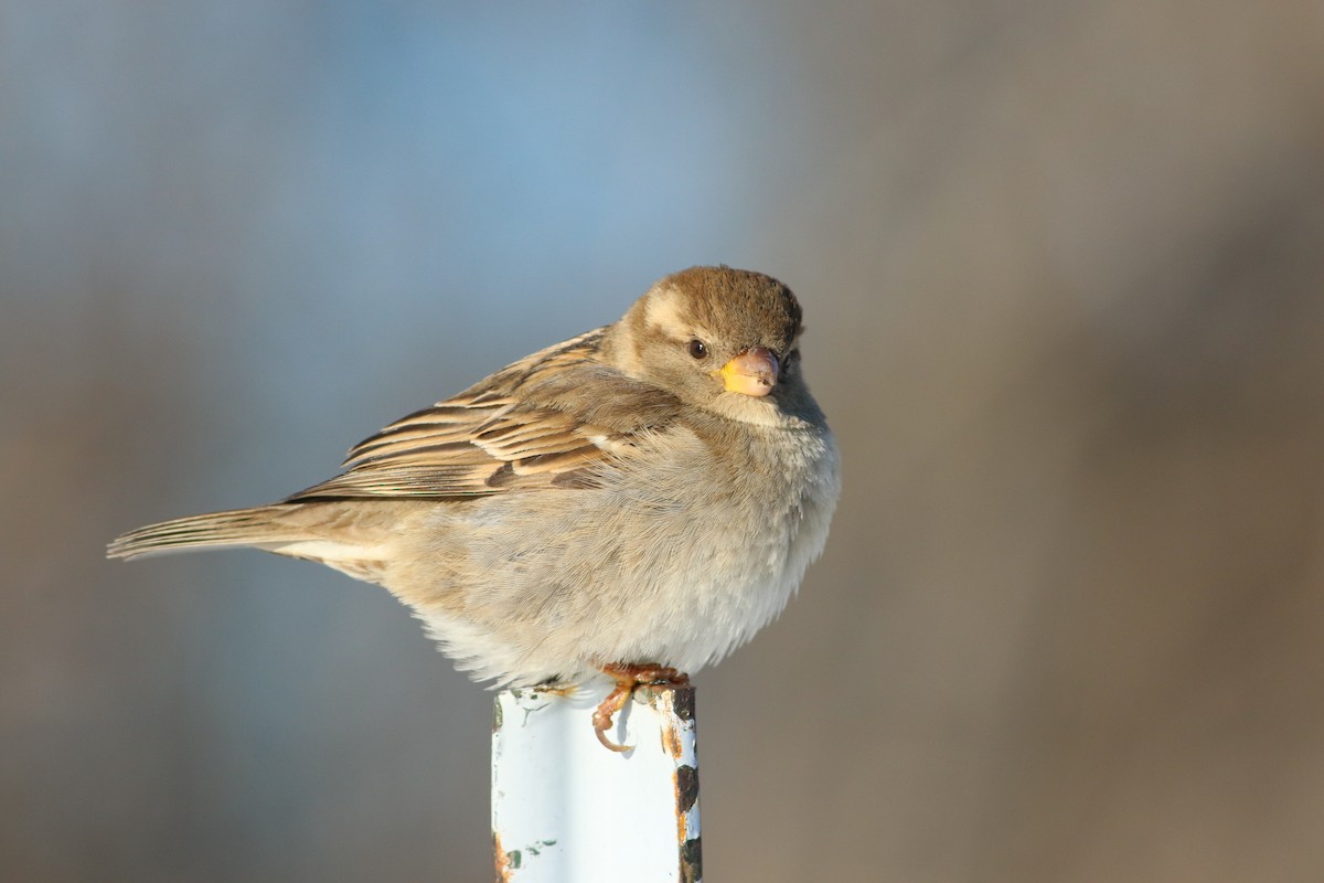 House Sparrow - ML646521666