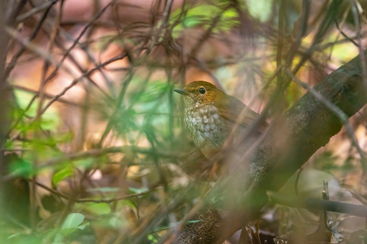 Rufous-tailed Robin - ML646521667