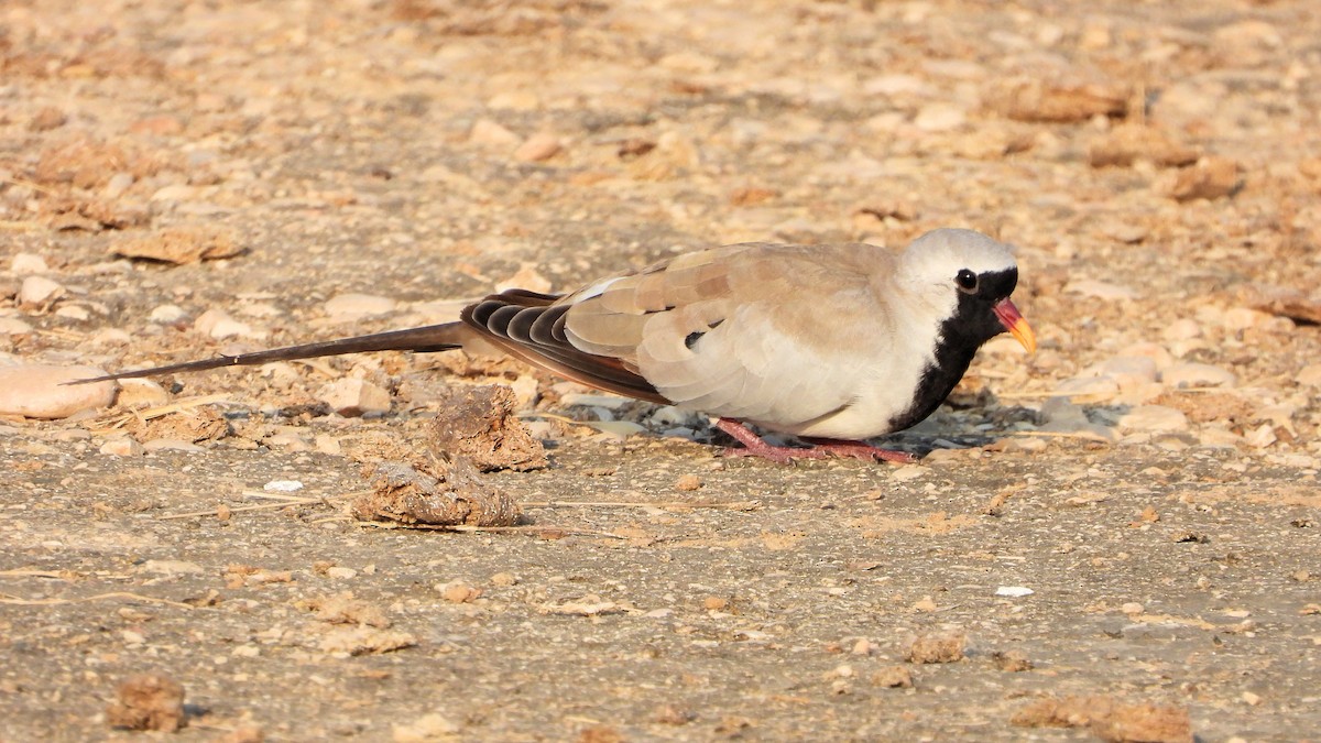 Namaqua Dove - ML646521668