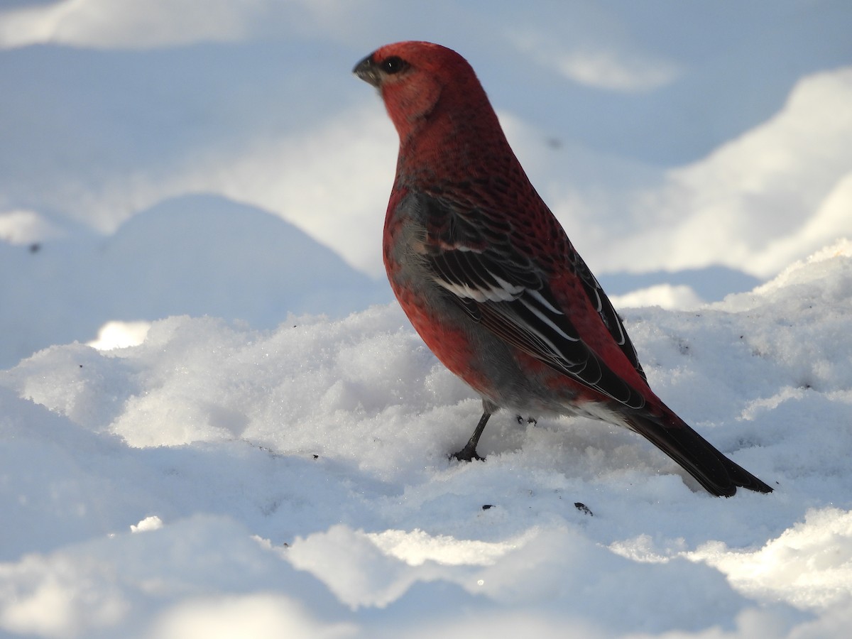 Pine Grosbeak - ML646521670