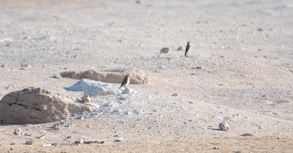 Northern Wheatear - ML646521679