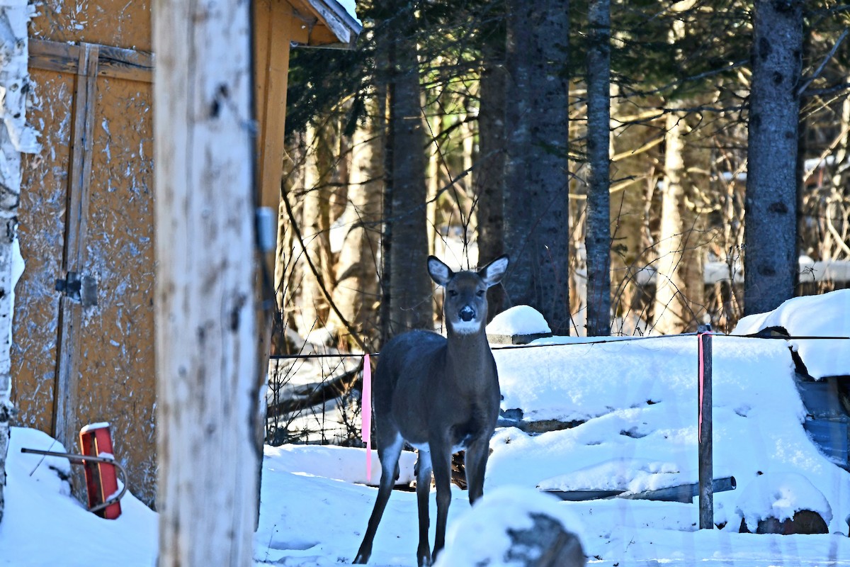 White-tailed Deer - ML646521682