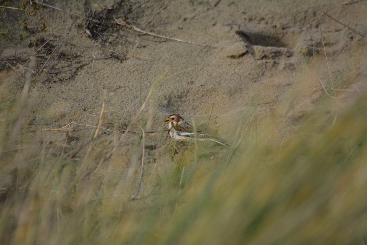 Snow Bunting - ML646521683