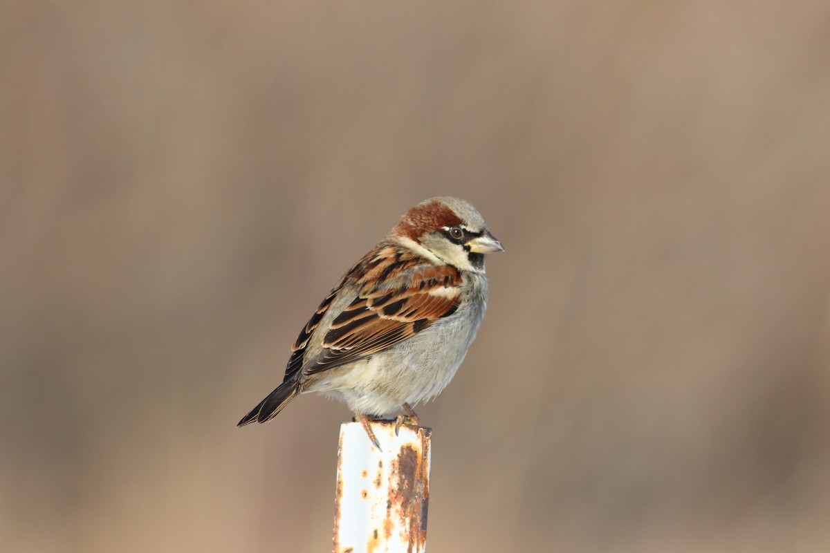 House Sparrow - ML646521684