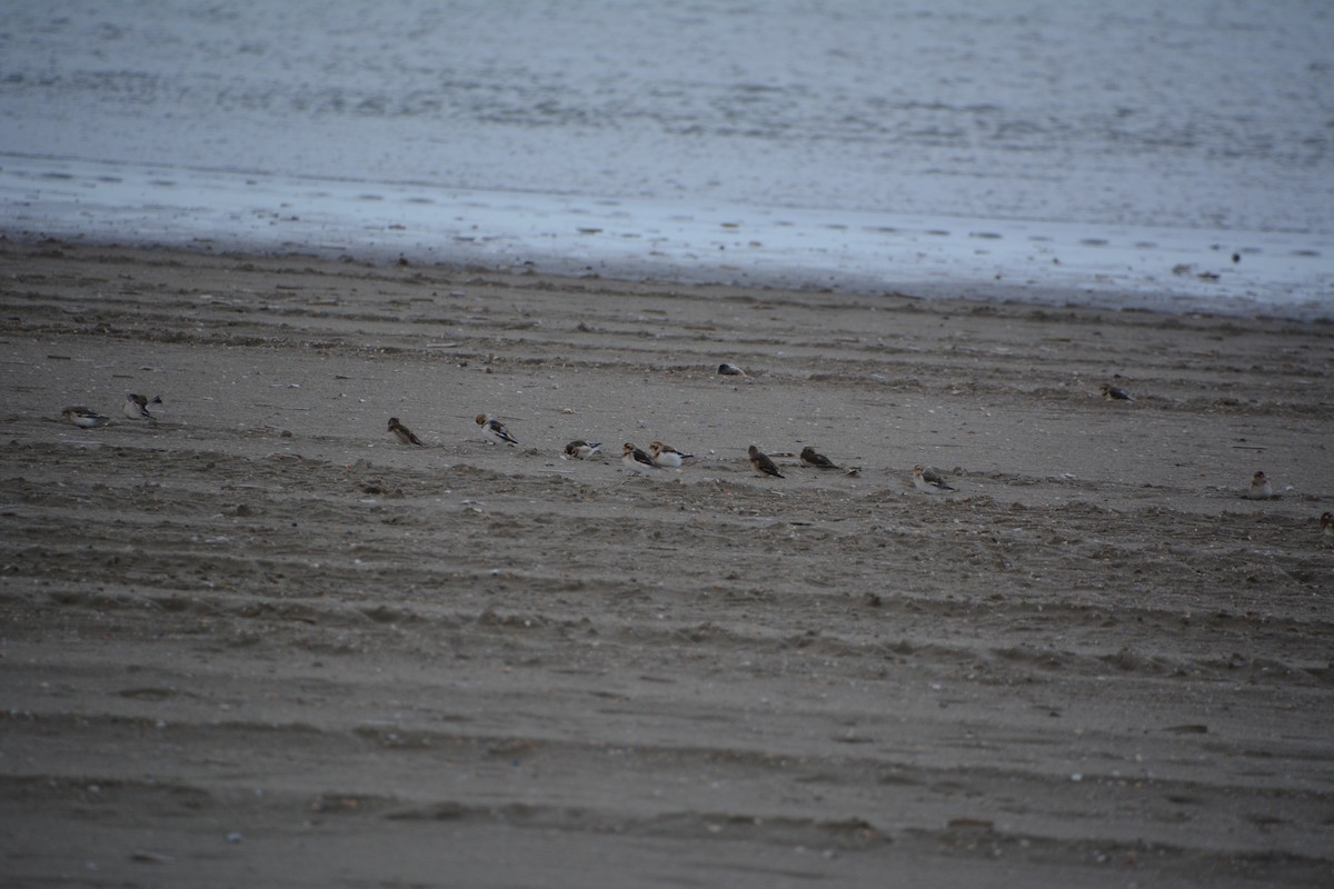 Snow Bunting - ML646521685