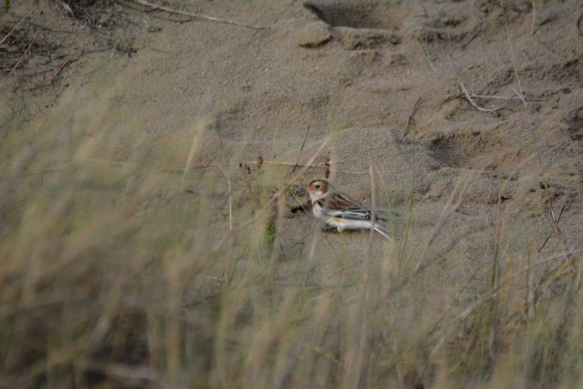 Snow Bunting - ML646521686