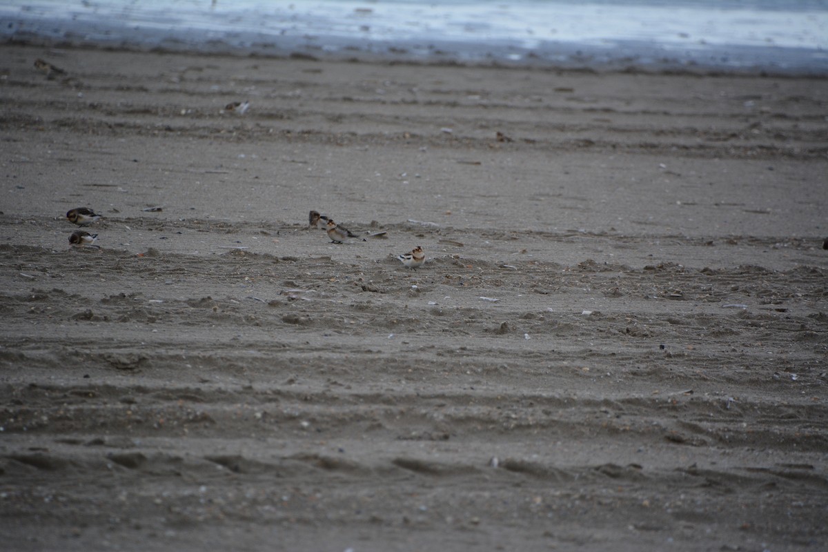 Snow Bunting - ML646521687