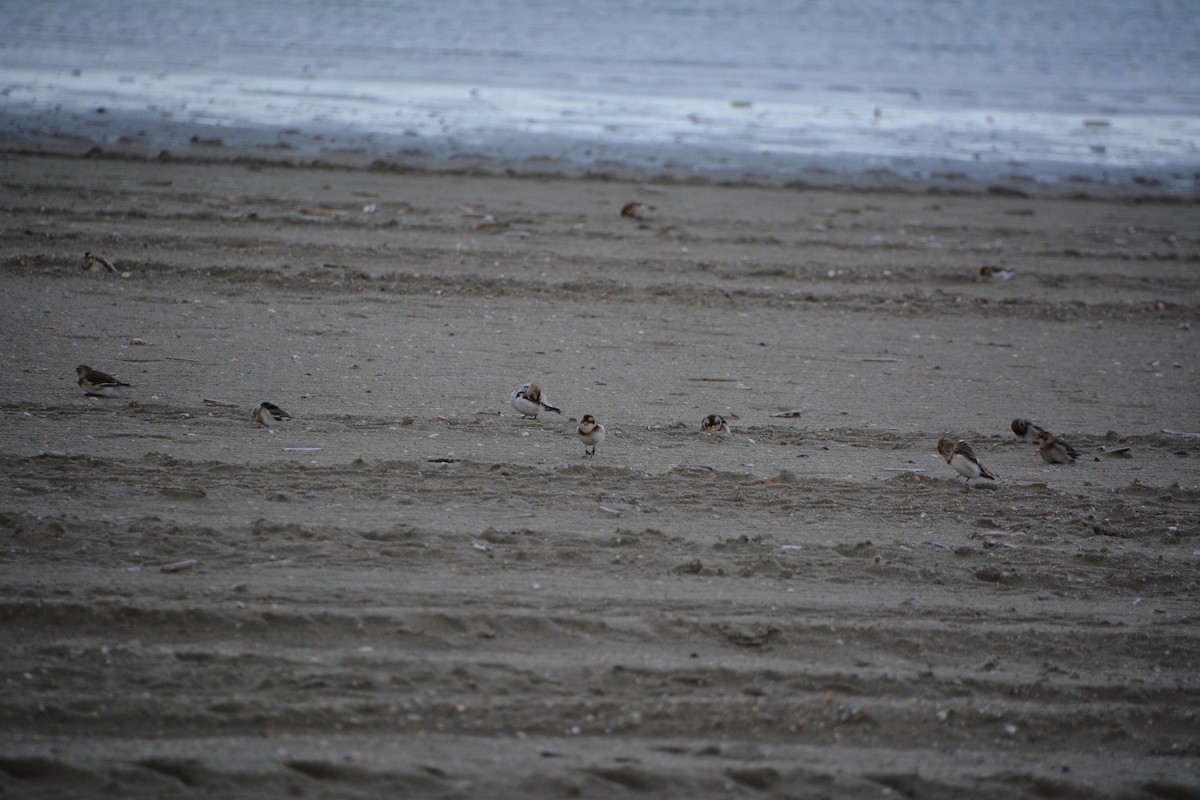 Snow Bunting - ML646521690