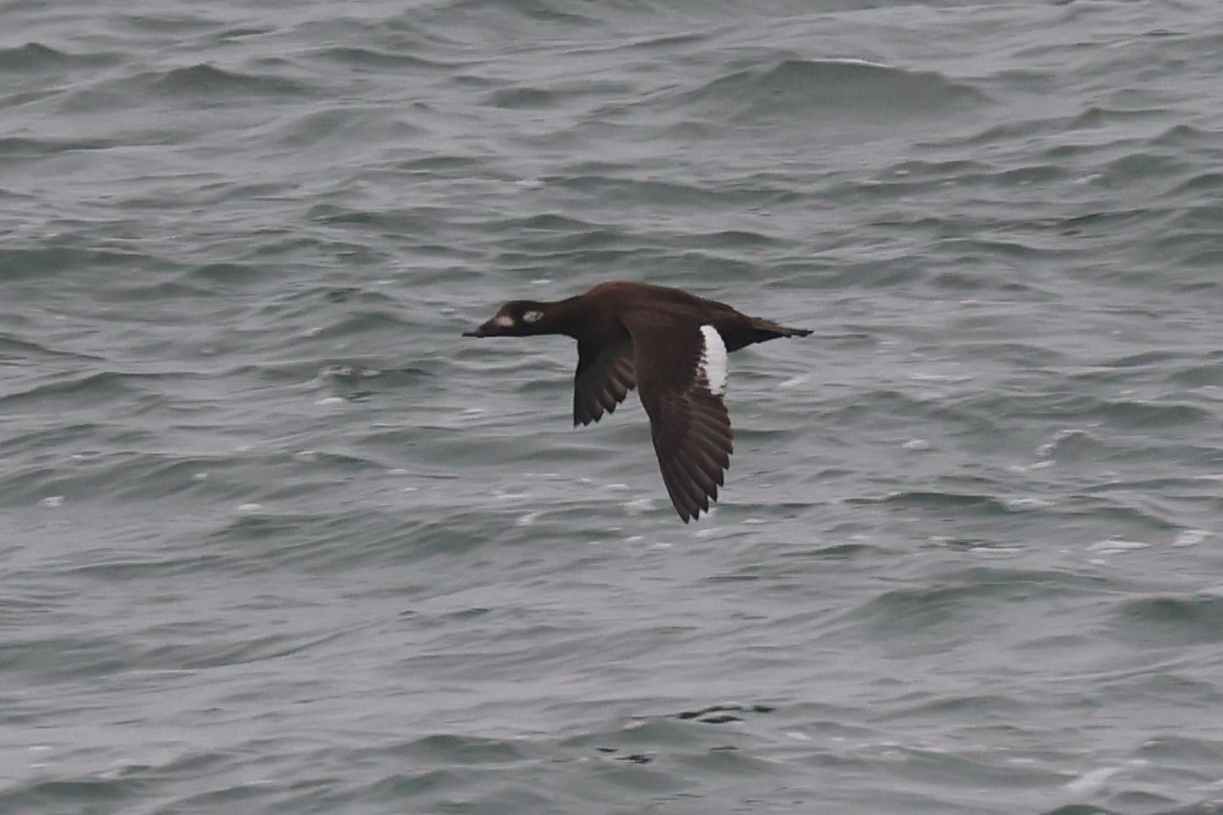 White-winged Scoter - ML646521691