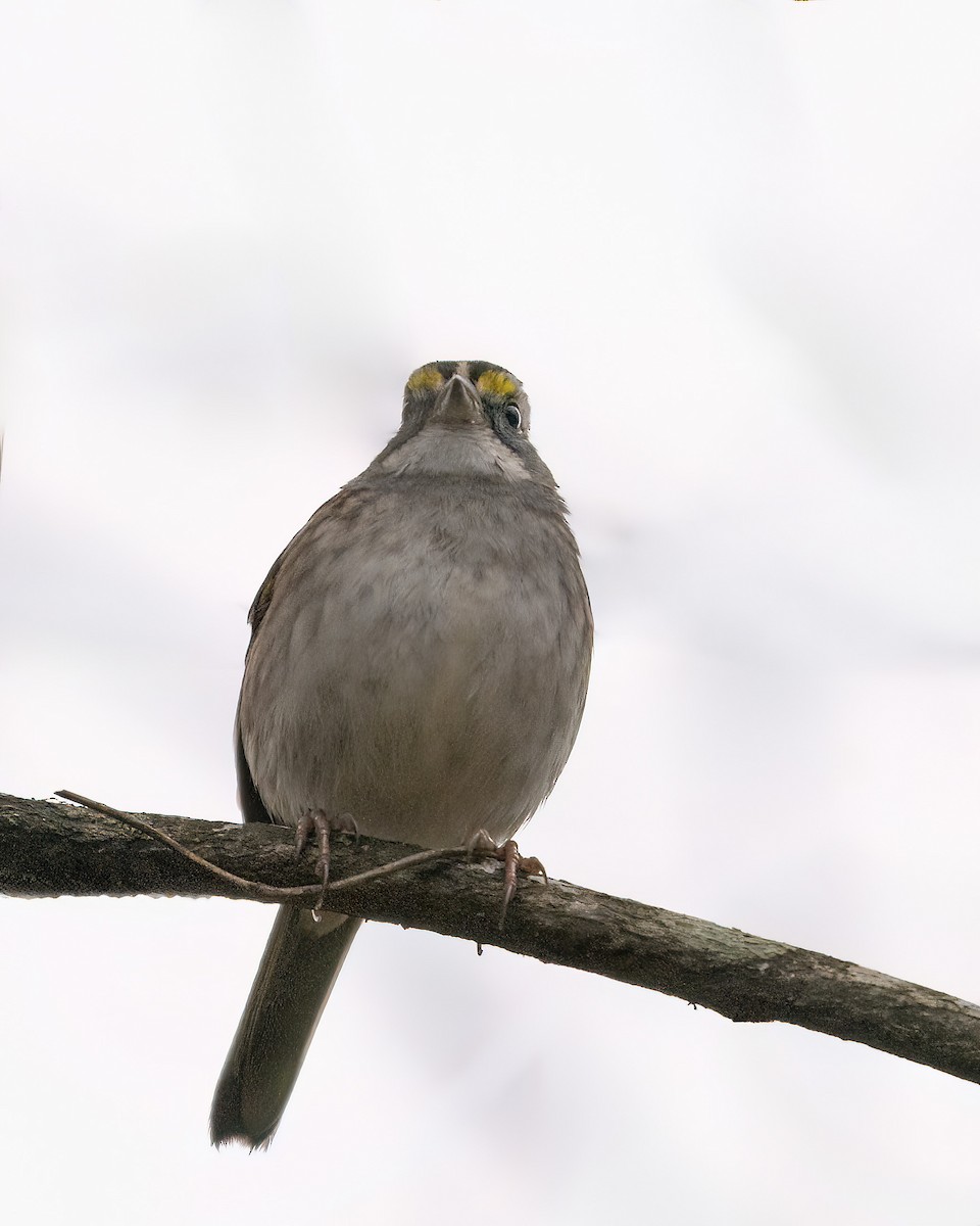 White-throated Sparrow - ML646521693