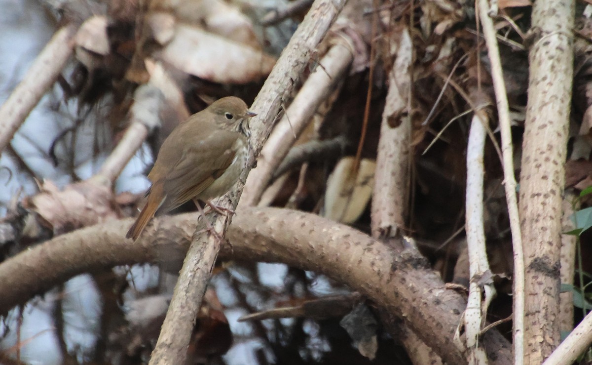 Grive solitaire - ML646521696