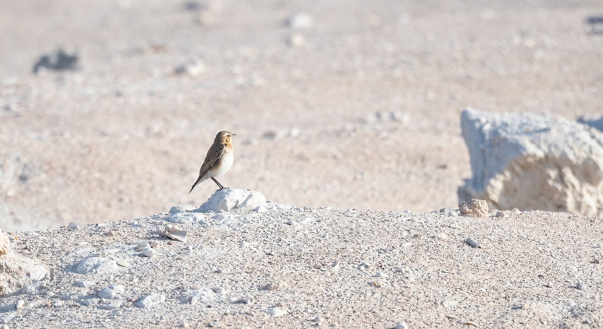 Northern Wheatear - ML646521697