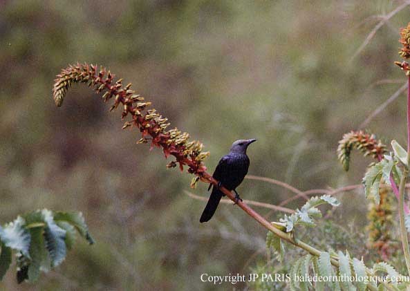 Red-winged Starling - ML646521699