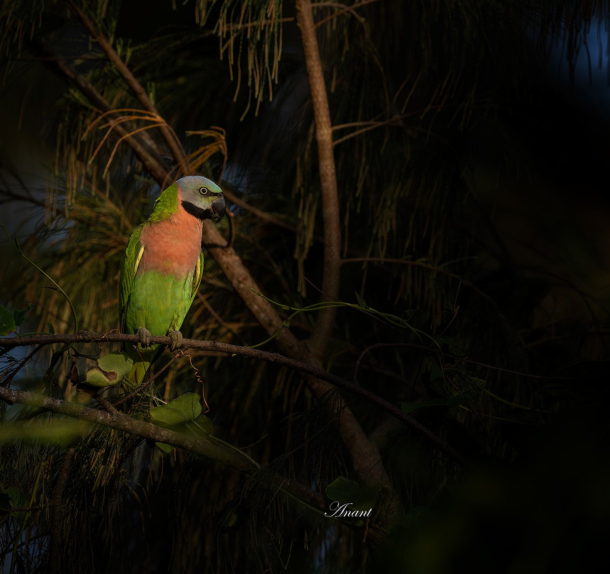 ダルマインコ - ML646521700