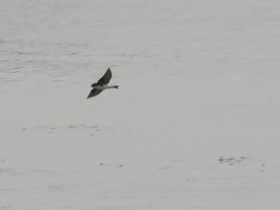 Tree Swallow - ML646521701