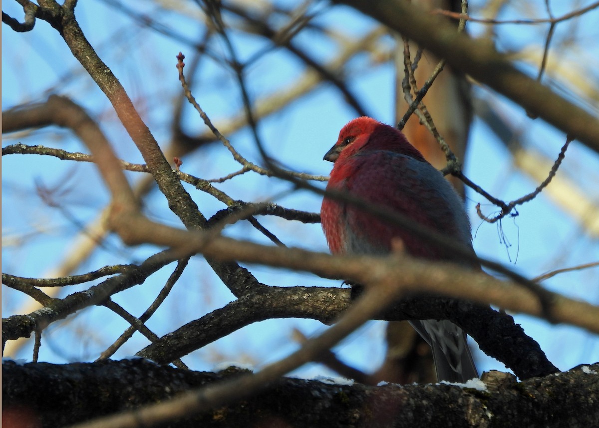 Pine Grosbeak - ML646521702