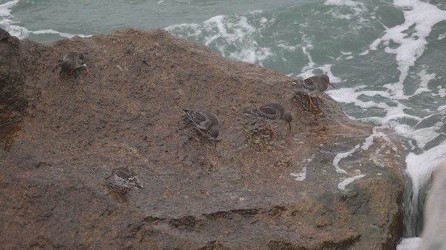 Побережник морський - ML646521705