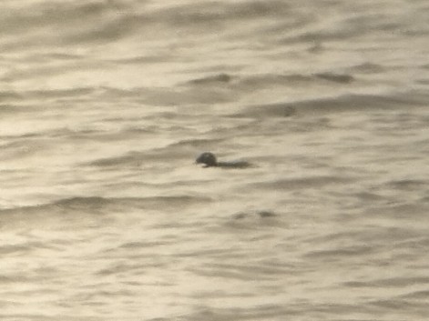 White-winged Scoter - ML646521706