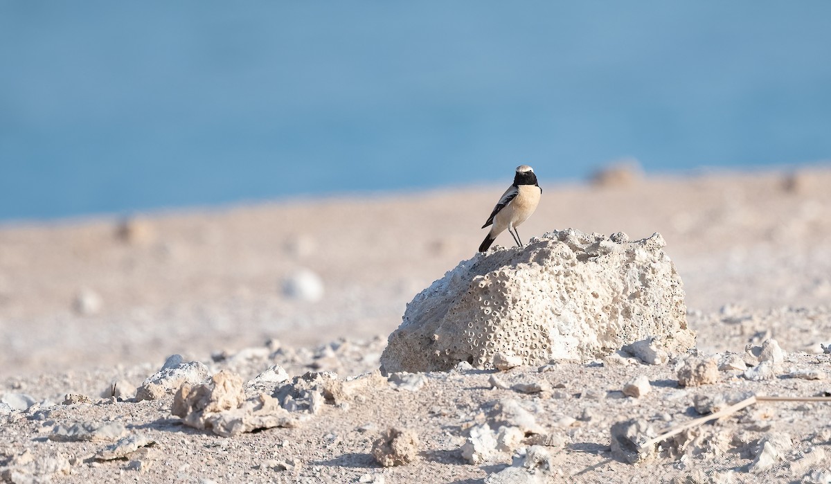 Desert Wheatear - ML646521707