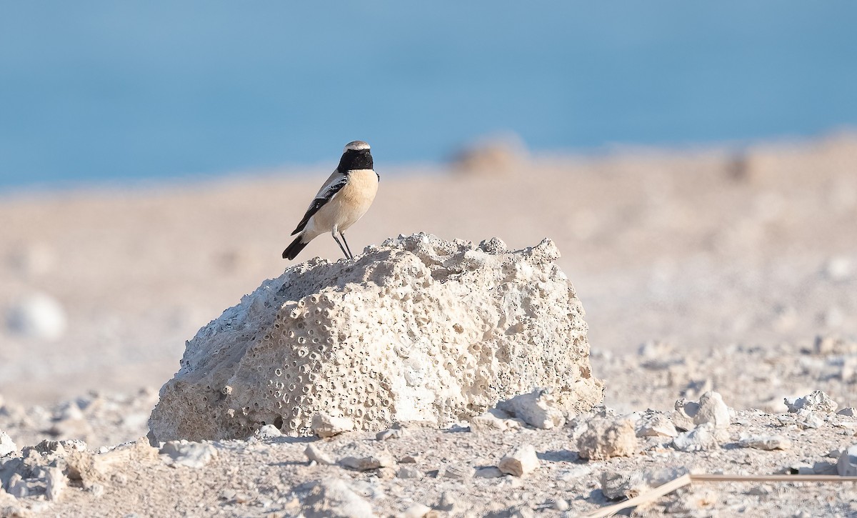 Desert Wheatear - ML646521708