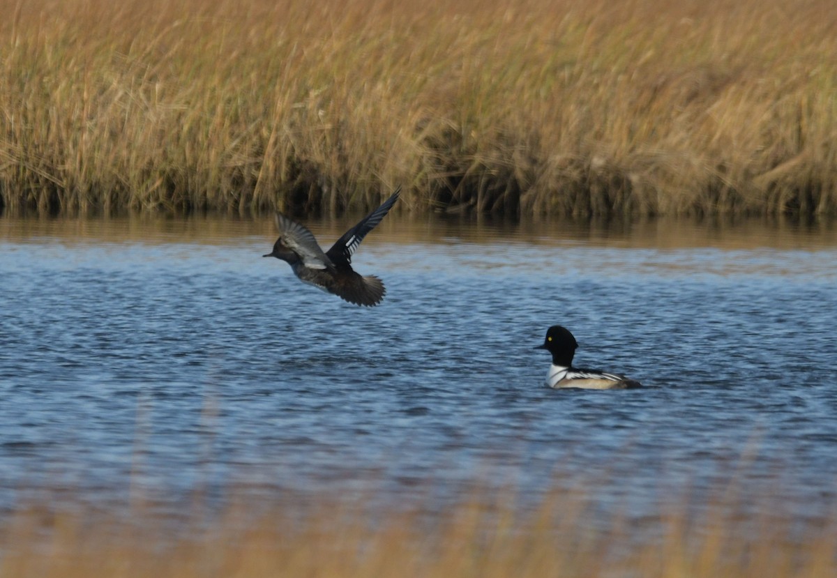 Гоголь x Капюшоновый крохаль (гибрид) - ML646521709