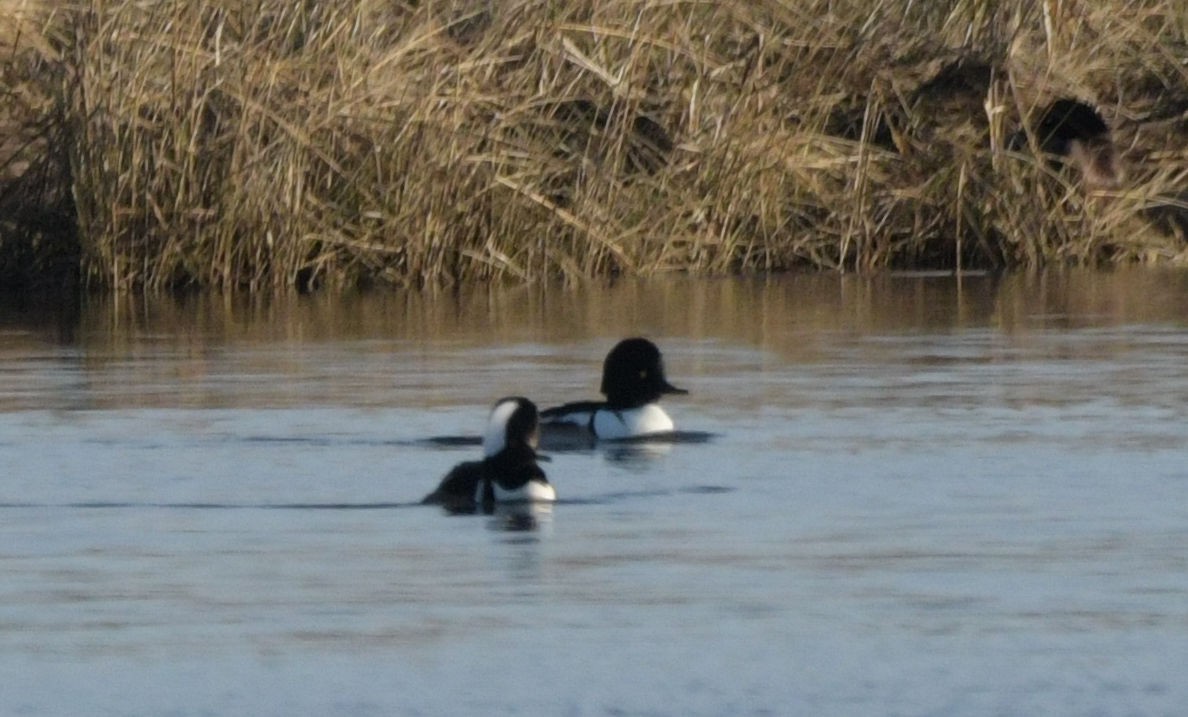 Гоголь x Капюшоновый крохаль (гибрид) - ML646521710