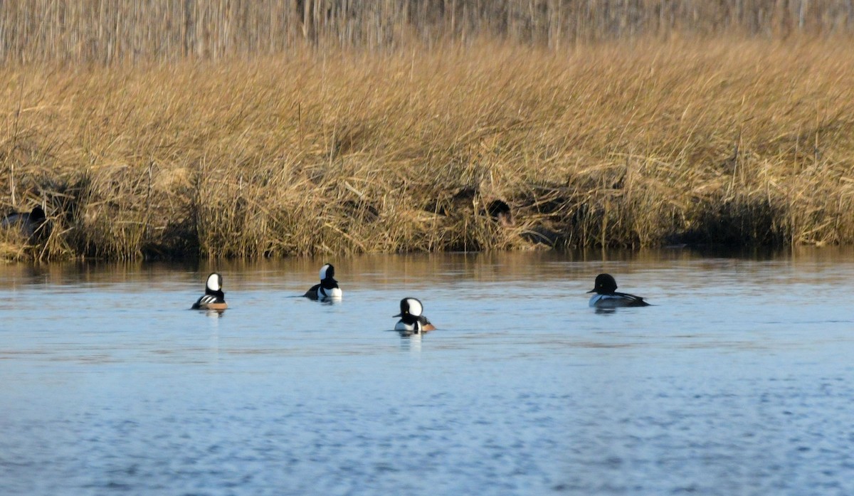 Гоголь x Капюшоновый крохаль (гибрид) - ML646521711