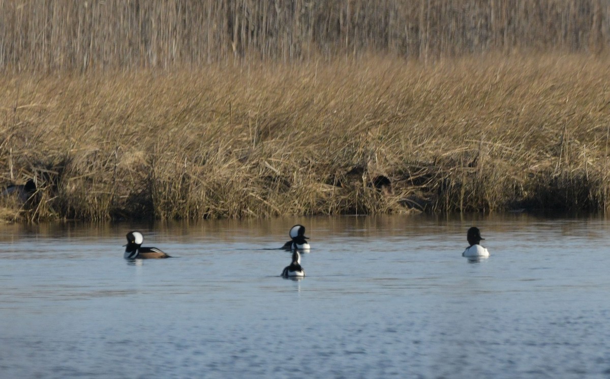 Гоголь x Капюшоновый крохаль (гибрид) - ML646521712