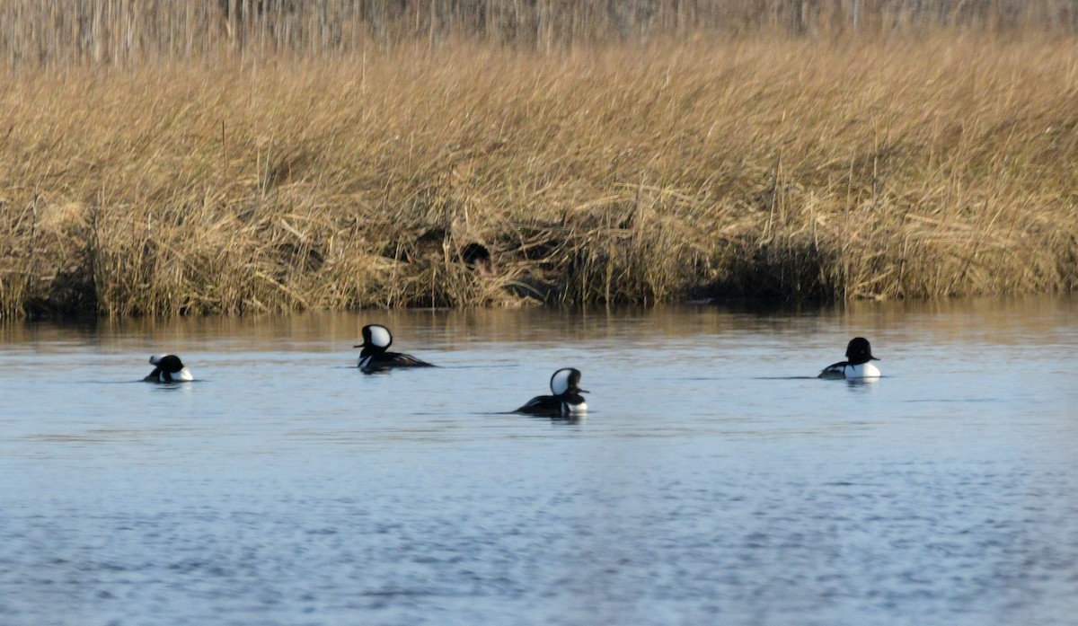 Гоголь x Капюшоновый крохаль (гибрид) - ML646521713